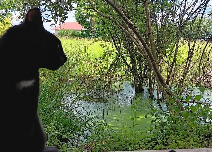 Les Figuiers Bleus Bed and Breakfast *