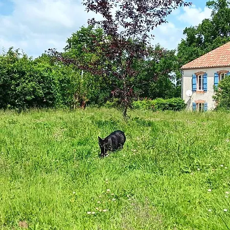 Les Figuiers Bleus *